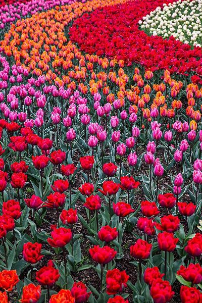 Mount Vernon-Washington State-multi-colored tulips in a curvy pattern